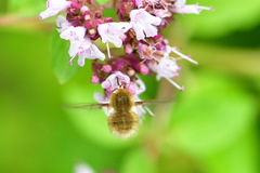Bombylius
