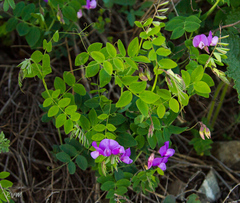 Lathyrus humilis