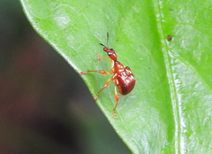 Apoderinae