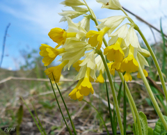 Primula veris macrocalyx