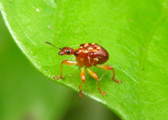 Apoderinae