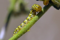 Cucullia lychnitis