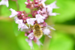 Bombylius
