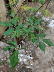 Vitex agnus-castus
