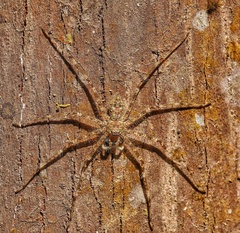 Heteropodinae