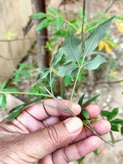 Vitex agnus-castus
