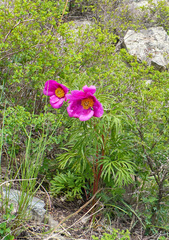 Paeonia hybrida