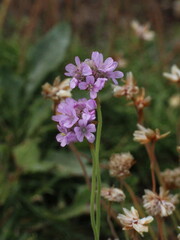 Armeria maritima