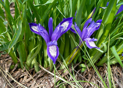 Iris ruthenica