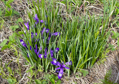 Iris ruthenica