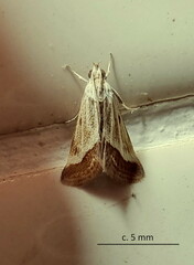 Tegostoma bipartalis