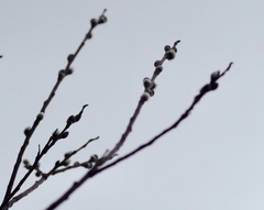 Salix daphnoides
