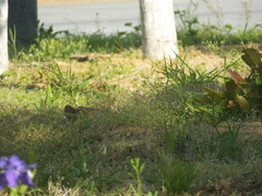 Emberiza spodocephala