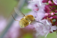 Bombylius
