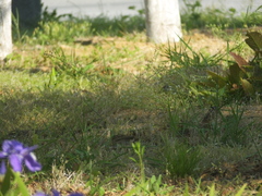 Emberiza spodocephala