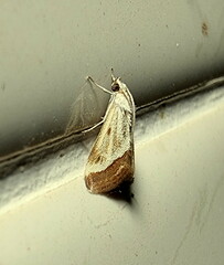 Tegostoma bipartalis