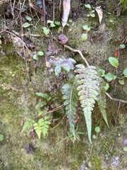 Blechnum occidentale