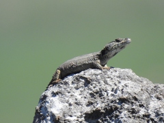 Pseudocordylus subviridis