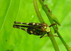 Chorotypidae