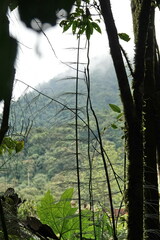 Equisetum myriochaetum