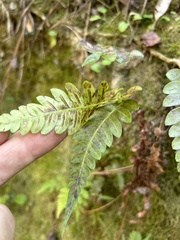 Blechnum occidentale