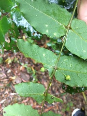 Dendrophyllanthus