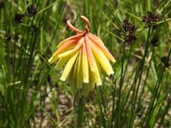 Kniphofia uvaria