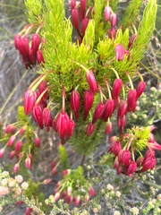 Erica plukenetii