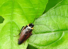 Hemithyrsocera palliata