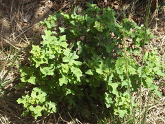 Crepidiastrum denticulatum