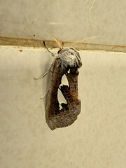 Antiophlebia bracteata