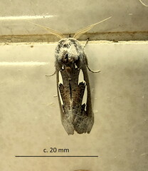 Antiophlebia bracteata