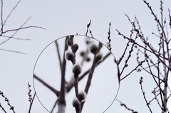 Salix daphnoides