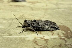 Prionofrontia strigata