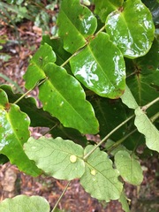 Dendrophyllanthus