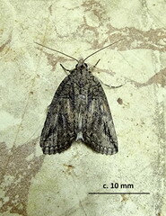 Prionofrontia strigata