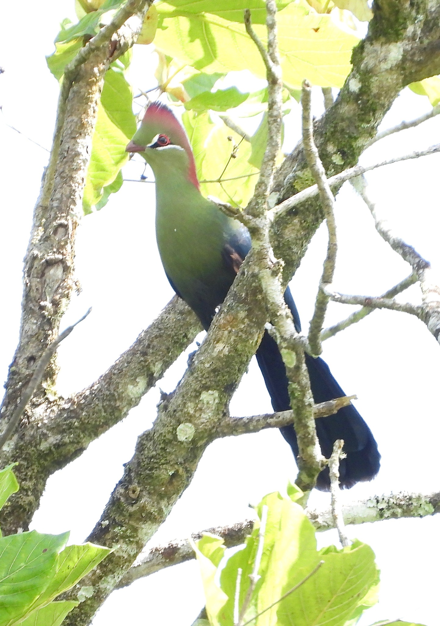 Fischer's Turaco (Tauraco fischeri), photo 3