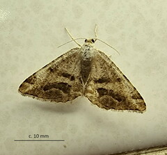 Chiasmia grimmia