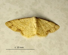 Lomographa indularia