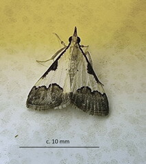 Autocharis jacobsalis