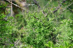 Metastelma arizonicum