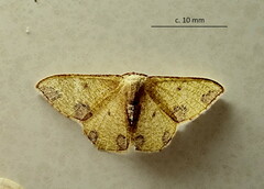 Celidomphax rubrimaculata