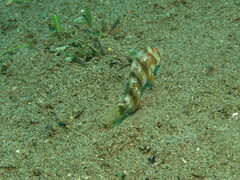 Iniistius aneitensis