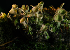 Cladonia grayi