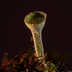 Cladonia grayi