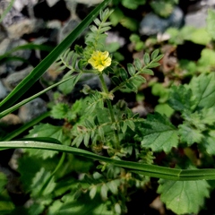 Tribulus terrestris