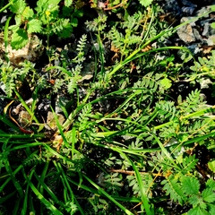 Tribulus terrestris