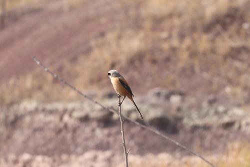 Long-tailed Shrike