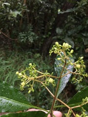 Eumachia collina