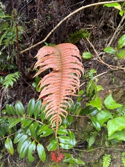 Blechnum occidentale